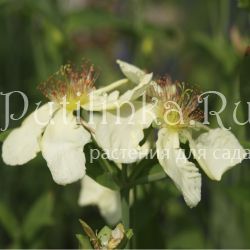 Зверобой большой Alba (Hypericum ascyron)