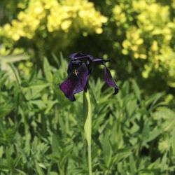 Ирис золотисто-расписной Black Form (Iris chrysographes Black Form)