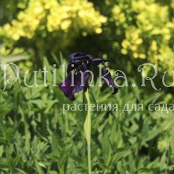 Ирис золотисто-расписной Black Form (Iris chrysographes Black Form)