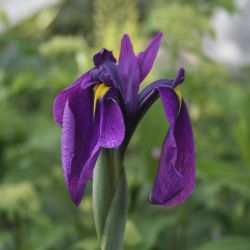 Ирис мечевидный, Кемпфера (Iris ensata)