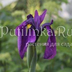 Ирис мечевидный, Кемпфера (Iris ensata)