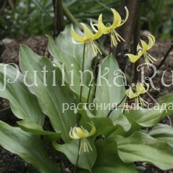 Кандык гибридный Pagoda (Erythronium hibr. Pagoda)