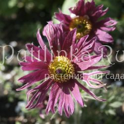 Прострел обыкновенный Papageno Red (Pulsatilla vulgaris Papageno)