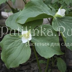 Триллиум Комарова (Trillium × komarovii)