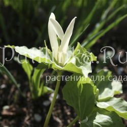 Триллиум сидячий (Trillium sessile) ?