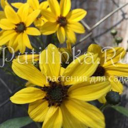 Кореопсис Lightning Flash (Coreopsis Lightning Flash)*