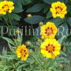 Кореопсис Teguila Sunrise (Coreopsis Teguila Sunrise)*