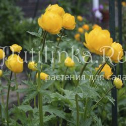 Купальница гибридная Yellow King (Trollius hib. Yellow King)