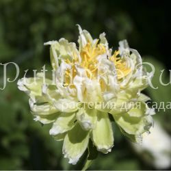 Пион Green Halo (Paeonia Green Halo)