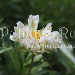 Пион Green Lotus (Paeonia Green Lotus)