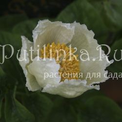 Пион кавказский Alba (Paeonia caucasica Alba)