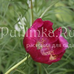 Пион степной (Paeonia sp.x steposa)