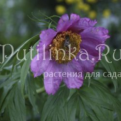 Пион уклоняющийся (Paeonia anomala)