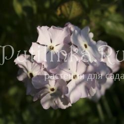 Примула Зибольда Первая Любовь (Primula sieboldii Первая любовь)