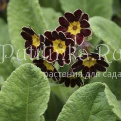 Примула полиантовая Gold Laced Jack in the green (Primula polyanthus Gold Laced Jack in the green )