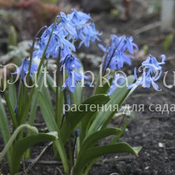 Пролеска Розиба (Scilla Rosiba)