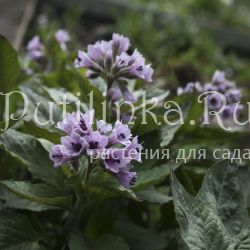 Пузырница восточная (Physochlaina orientalis)