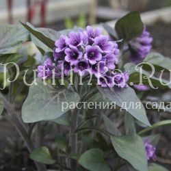 Пузырница физалисовая (Physochlaina physaloides)