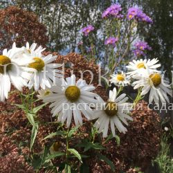 Ромашка канадская (Leucanthemella serotinum)*