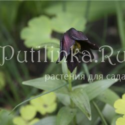 Рябчик камчатский (Fritillaria camtschatcensis)