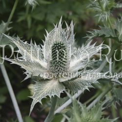 Синеголовник гигантский (Eryngium giganteum)