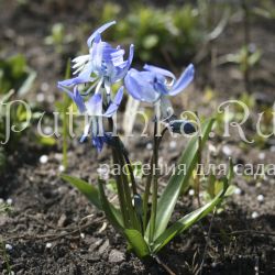 Пролеска Розена (Scilla rosenii Cloudy sky)