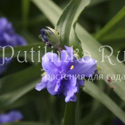 Традесканция махровая Андерсона Caerula Plena (Tradescantia andersoniana Caerula Plena)