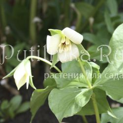 Триллиум прямостоячий кремовый (Trillium erectum)