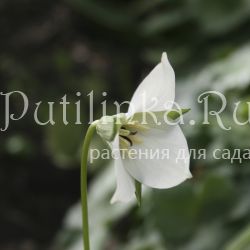 Триллиум прямостоячий белый (Trillium erectum)