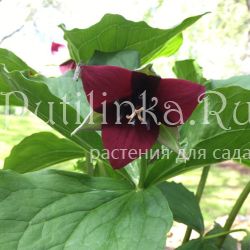 Триллиум сулкатум (Trillium sulcatum)