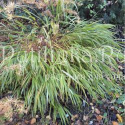 Хаконехлоа большая (Hakonechloa macra)