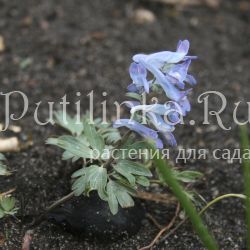 Хохлатка расставленная или Турчанинова (Corydalis remota Corydalis turtschaninovii)