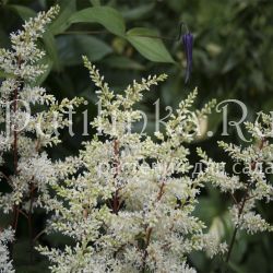 Астильба Happy Spirit (Astilbe Happy Spirit)