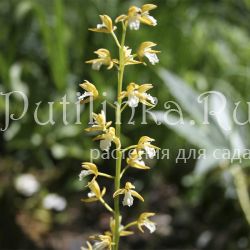 Ореорхис раскидистый (Oreorchis patens)