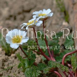 Рутовник алатавский (Callianthemum alatavicum)