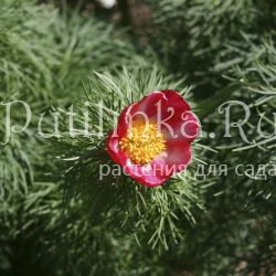 Пион тонколистный Пятигорск (Paeonia tenuifolia)