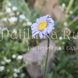 Астра Наталии (Aster natalensis)