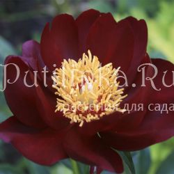 Пион Sable (Paeonia Sable)