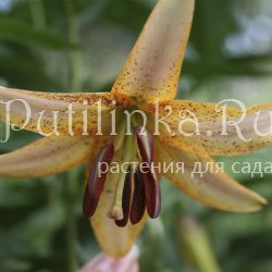 Лилия Peach Lace (Lilium Peach Lace)