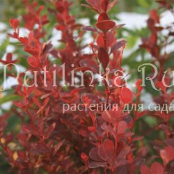 Барбарис Тунберга Red (Berberis thunbergii)