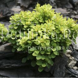 Барбарис тунберга  Tiny Gold (Berberis thunbergii Tiny Gold)