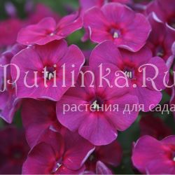 Флокс метельчатый Таврия (Егорова В)*