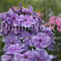 Флокс метельчатый Фантазер (Егорова В)*