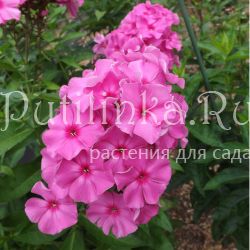 Флокс метельчатый Кипрей (Егорова В)*