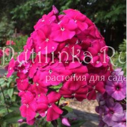 Флокс метельчатый Малиновый Берет (Егорова В)*