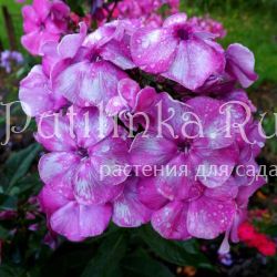 Флокс метельчатый Джокер (Егорова В)*