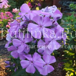 Флокс метельчатый Медуза (Егорова В)*