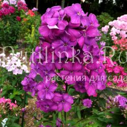 Флокс метельчатый Черная Пантера (Егорова В)*