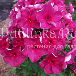 Флокс метельчатый Шоколадница (Егорова В)*