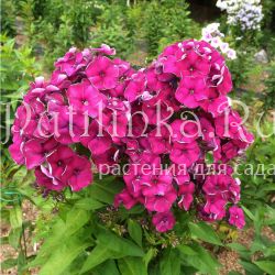 Флокс метельчатый Сливянка (Егорова В)*